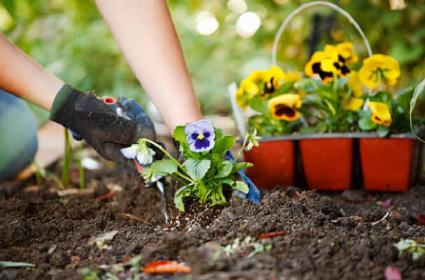 Planting flowers in mulch
