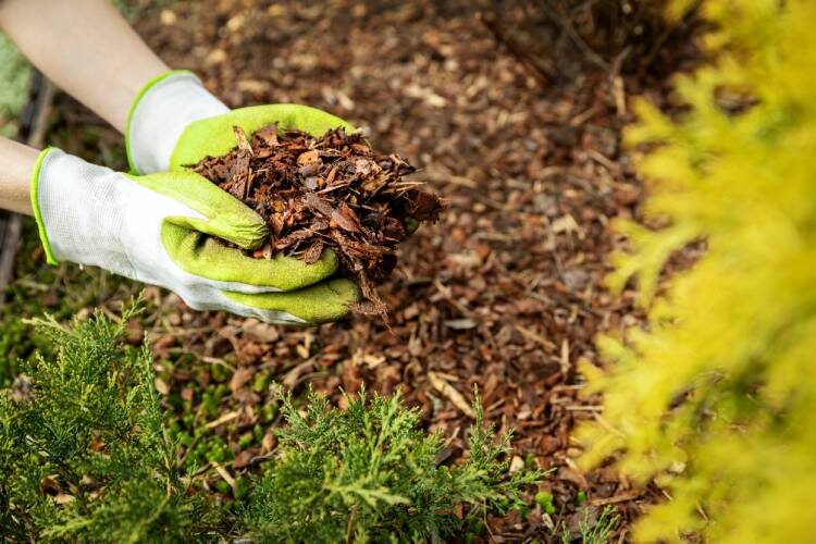 Homeowner wearing gardening gloves to spread mulch by hand